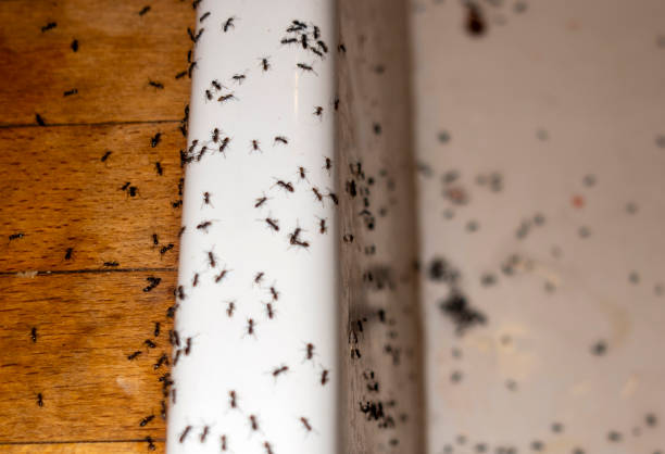 Best Best Pest Control Companies  in Colonial Heights, TN
